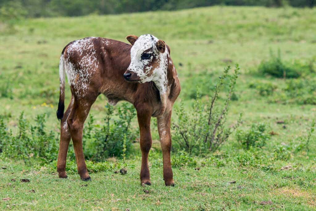 I bovini Nguni hanno forti capacità materne e sono abili nel respingere i predatori e nel prendersi cura dei loro piccoli.