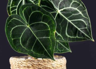 Anthurium Crystallinum vs Clarinervium: c'è una differenza?
