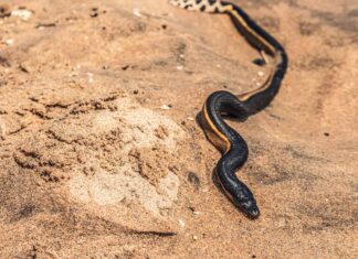 Scopri il serpente di mare più velenoso del mondo
