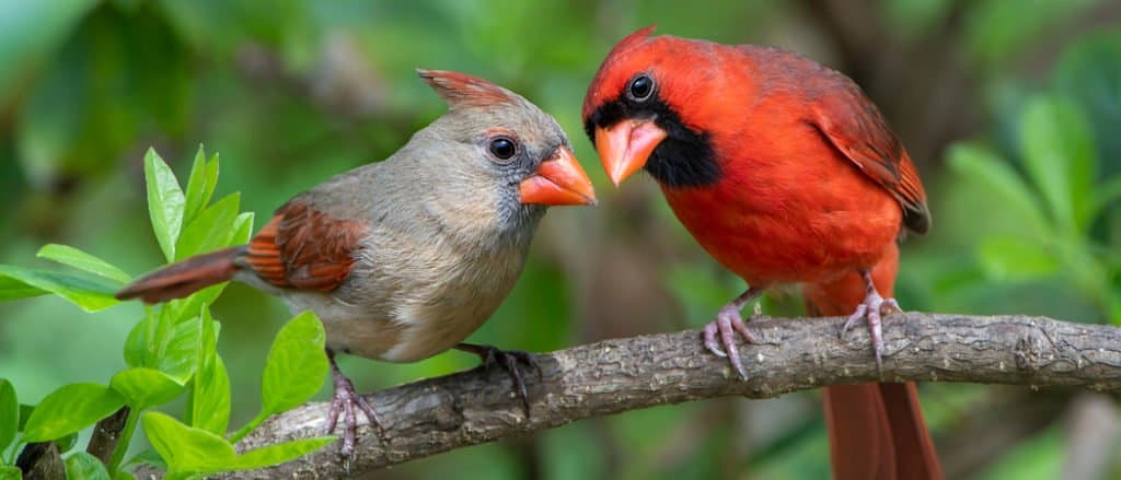 Cardinali settentrionali maschi e femmine