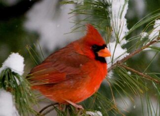 10 incredibili fatti cardinali del nord
