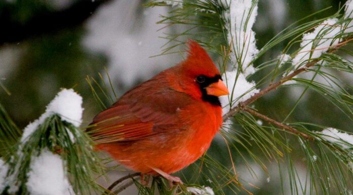 10 incredibili fatti cardinali del nord
