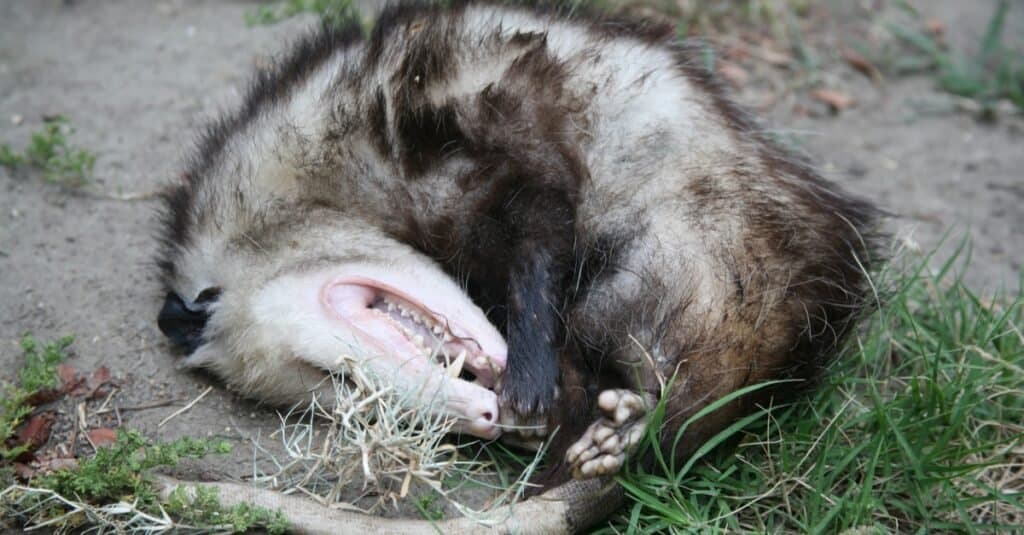 Opossum Play Dead - opossum in erba