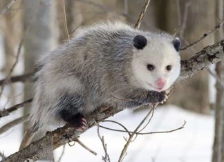 Australian Possum vs American Opossum
