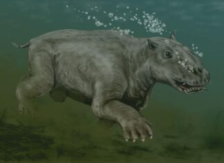 Paleoparadossia
