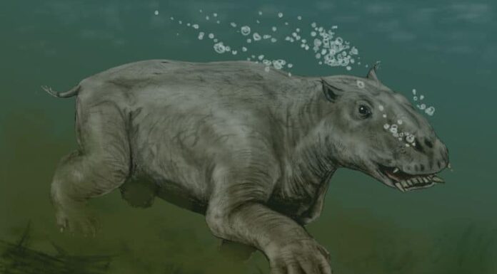 Paleoparadossia
