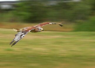 A The Best Nest Boxes Birds Will Actually Use for 2022