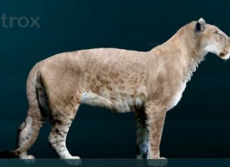 Panthera atrox (Leone americano)
