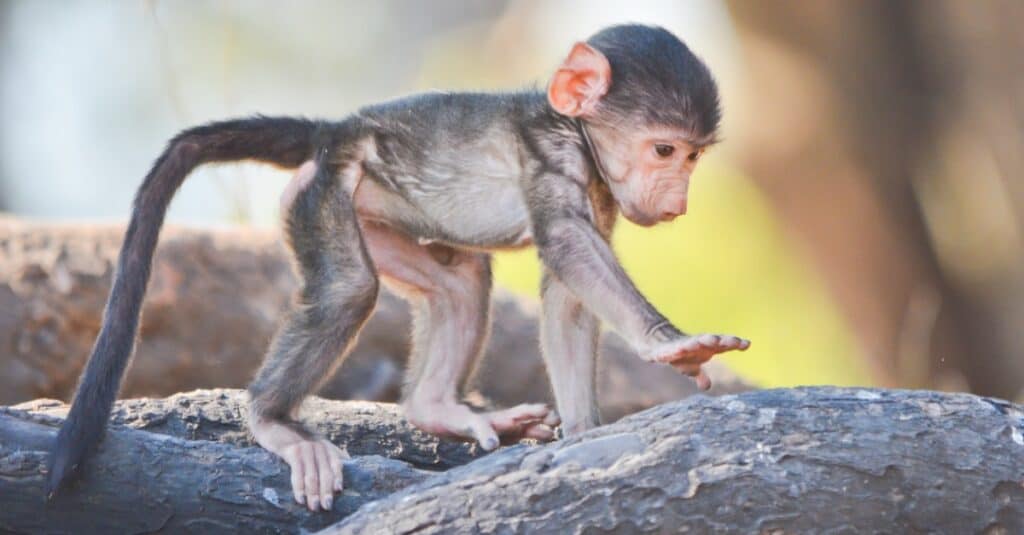 baby-scimmia-che cammina