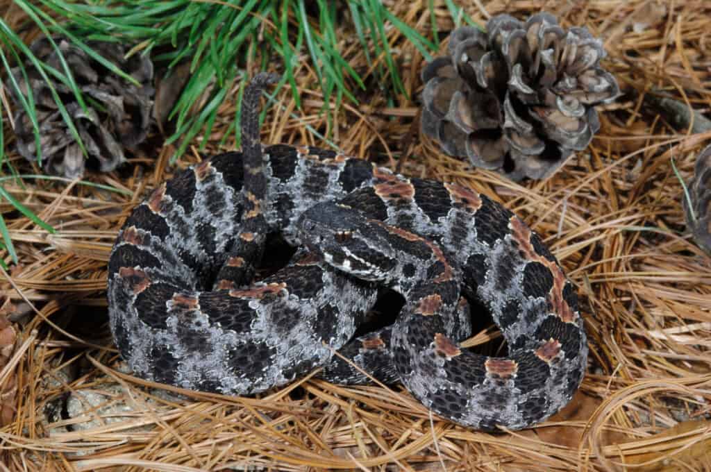 Dusky, pigmeo, serpente a sonagli, (sisturus, Miliarius, Barbouri), Florida