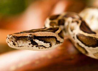 Scopri l'area più infestata dai serpenti della Florida
