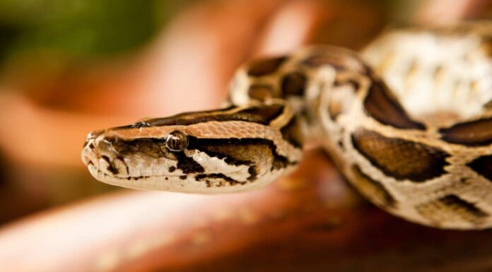 Scopri l'area più infestata dai serpenti della Florida
