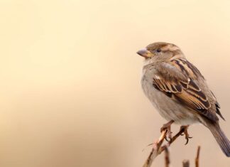 Song Sparrow contro House Sparrow
