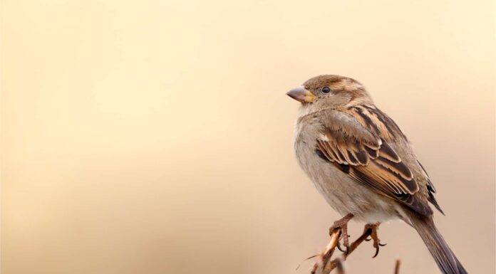 Song Sparrow contro House Sparrow
