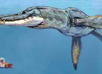 pliosauro
