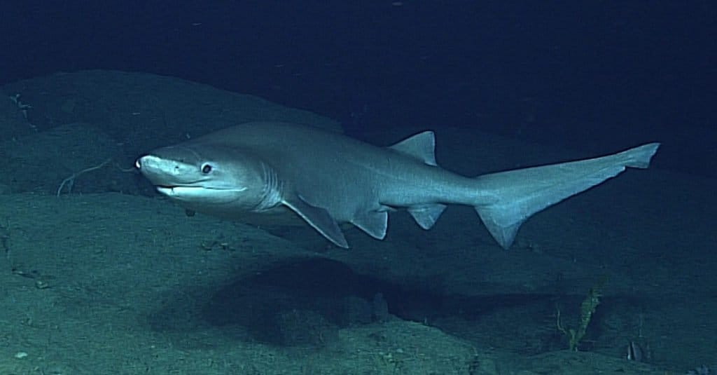 Il più grande squalo: Sixgill dal naso smussato