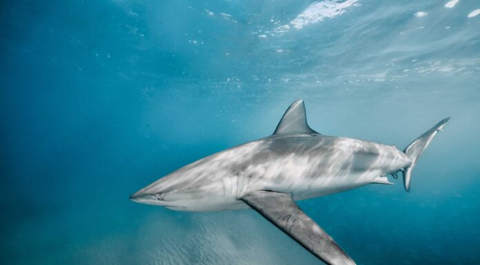 10 squali nel Mar Mediterraneo
