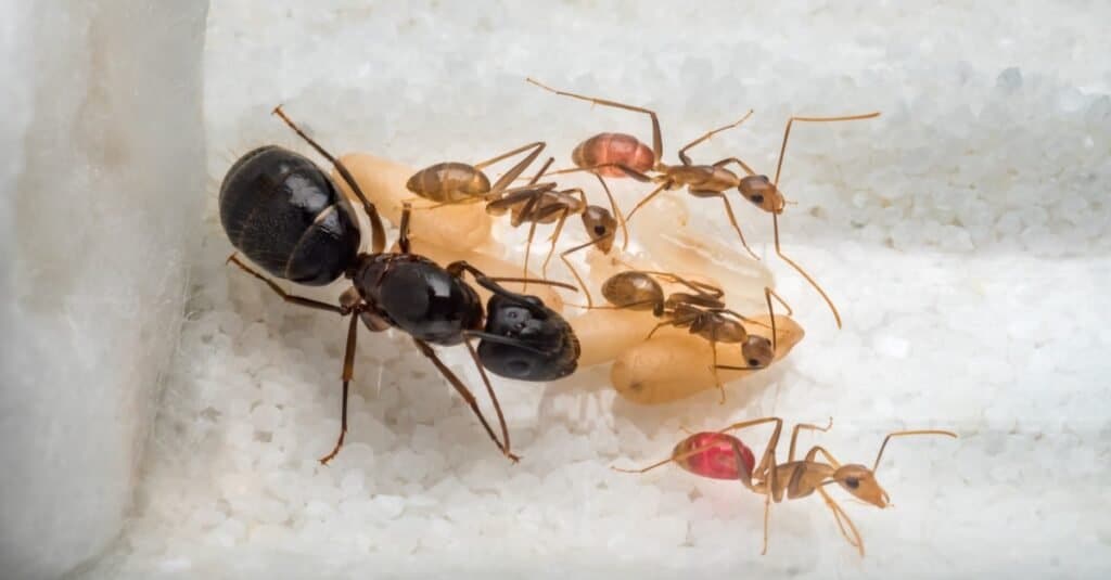Formiche operaie carpentiere (Camponotus sp.) che si prendono cura della formica regina, delle uova, delle larve e delle pupe in provetta.