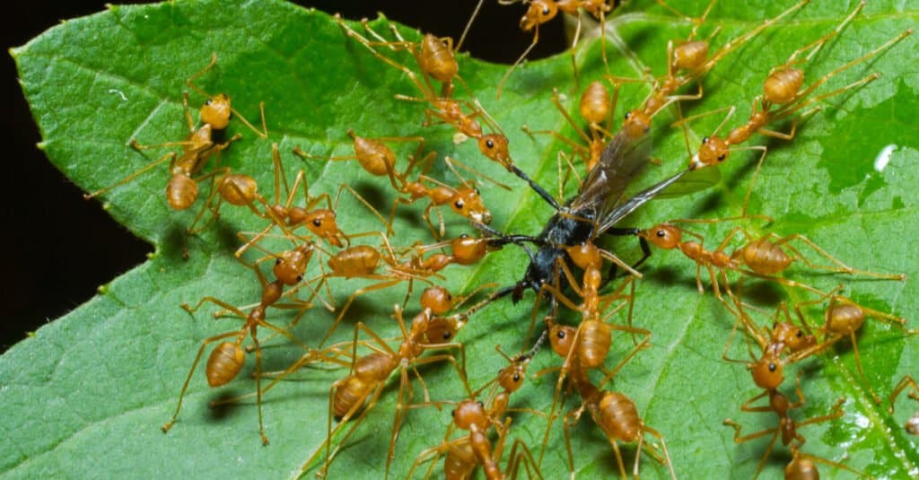 formiche che mangiano ragno sulla foglia