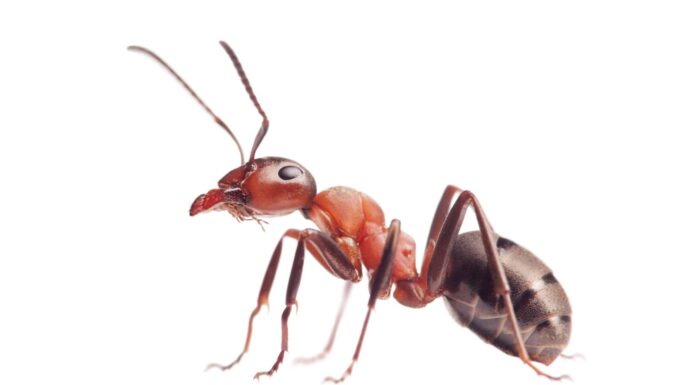 Quante formiche ci sono nel mondo?
