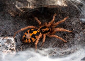 Tarantola di patch di zucca
