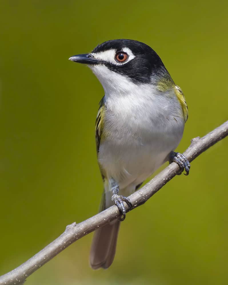 Vireo con cappuccio nero