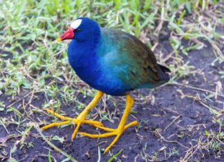 Gallinella viola
