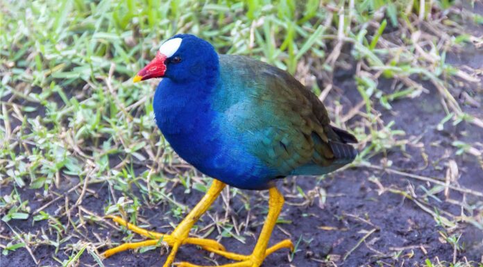 Gallinella viola
