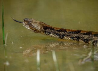 Scopri le uniche specie di serpenti a sonagli del West Virginia
