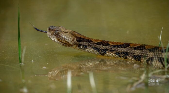 Scopri le uniche specie di serpenti a sonagli del West Virginia
