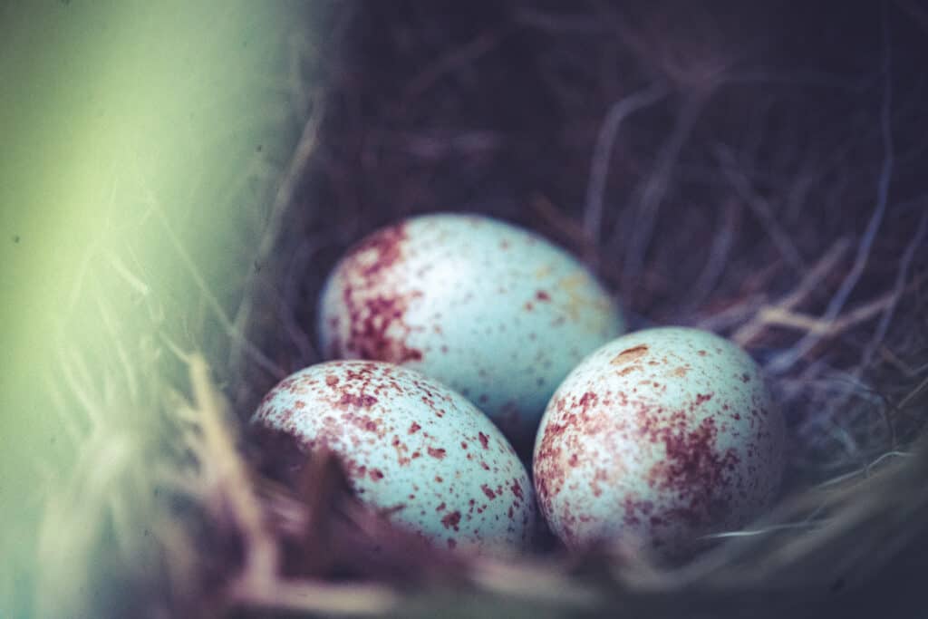 3 uova di junco dagli occhi scuri in un nido