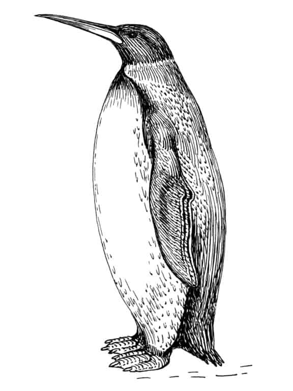 Pinguino colosso (Palaeeudyptes klekowskii)