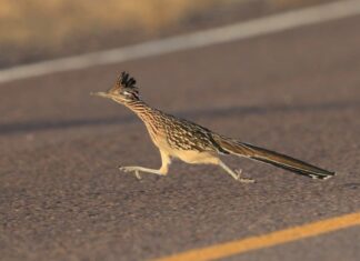 Roadrunner
