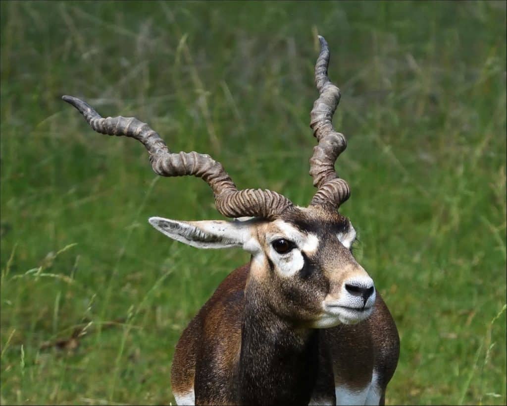 Antilope maschio nera