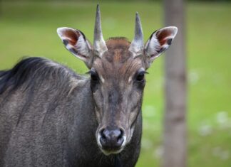 8 animali esotici in Texas
