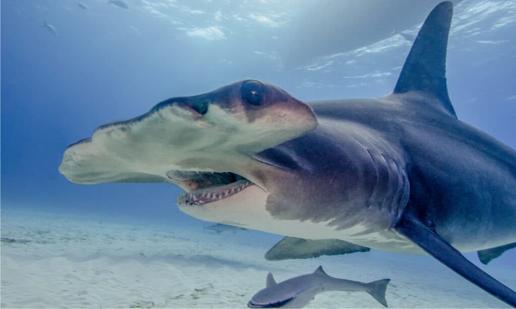Grande squalo martello alle Bahamas.