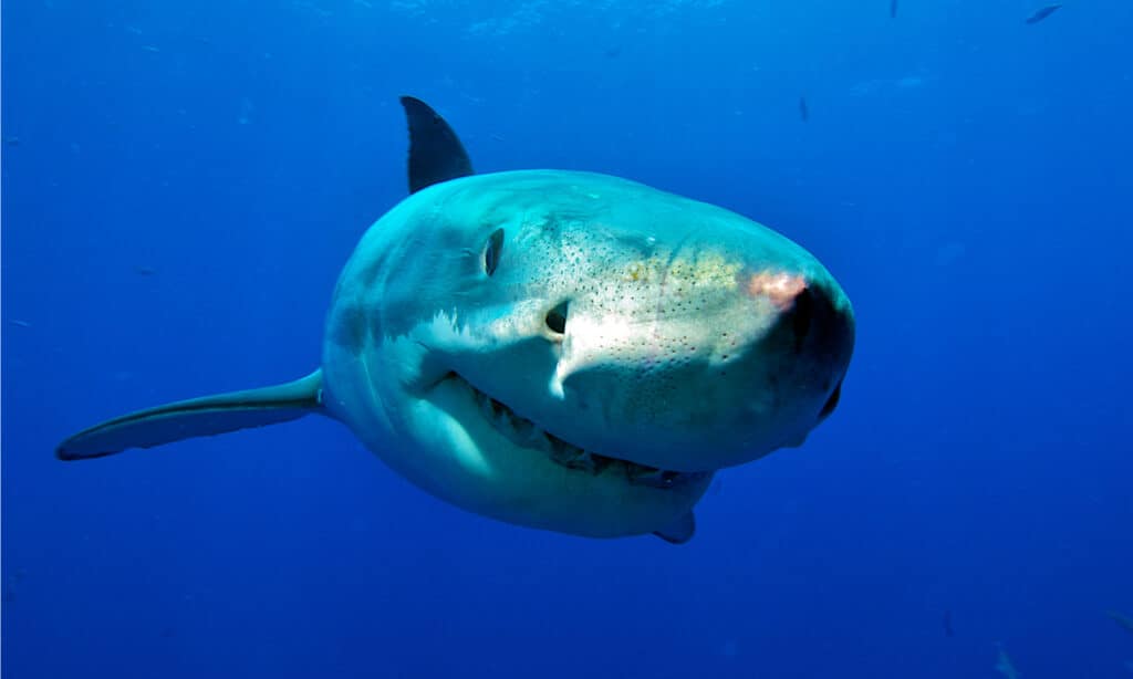 Amichevole grande squalo bianco