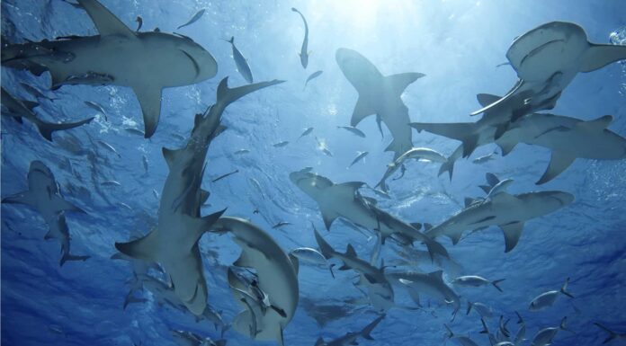 6 squali nell'Oceano Atlantico
