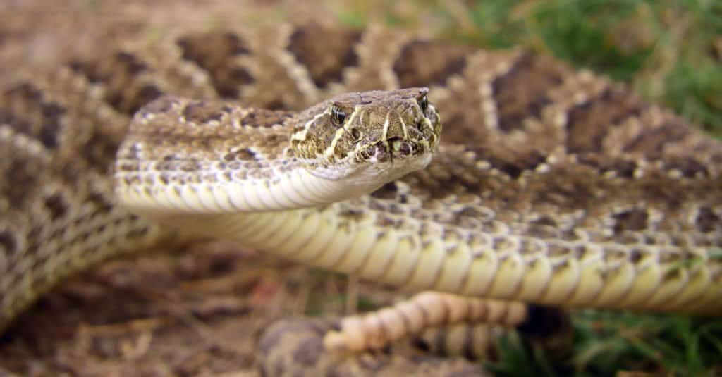 Serpenti in Idaho - Prairie Rattlesnake