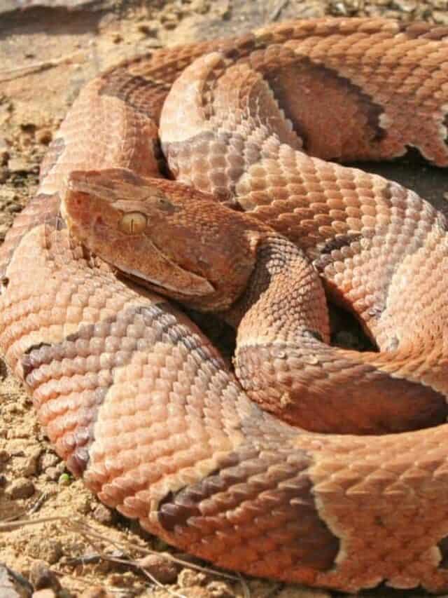 Le squame del Copperhead sono carenate e i loro occhi hanno pupille verticali che li fanno assomigliare agli occhi di un gatto.