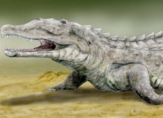 Smilosuchus
