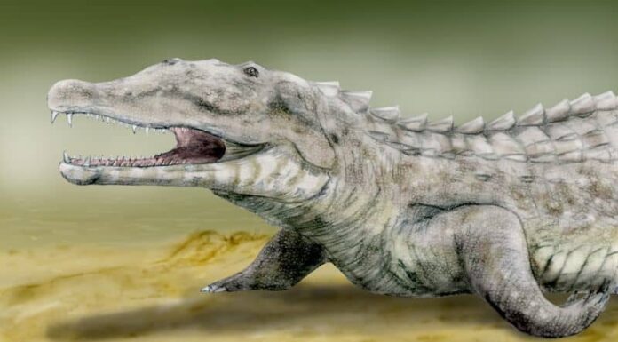 Smilosuchus
