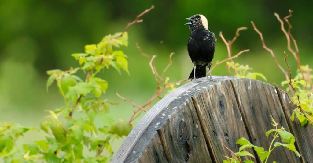 bobolink su una vecchia ruota di legno