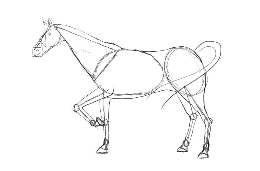 Passaggio 2 del disegno del cavallo - schizzo