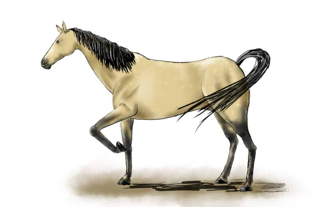 Come disegnare un cavallo passo 6