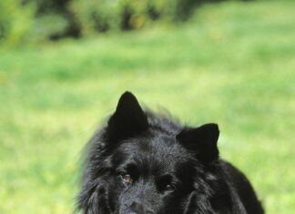 Lapphund svedese
