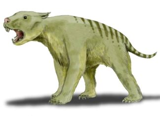 Thylacoleo il macellaio
