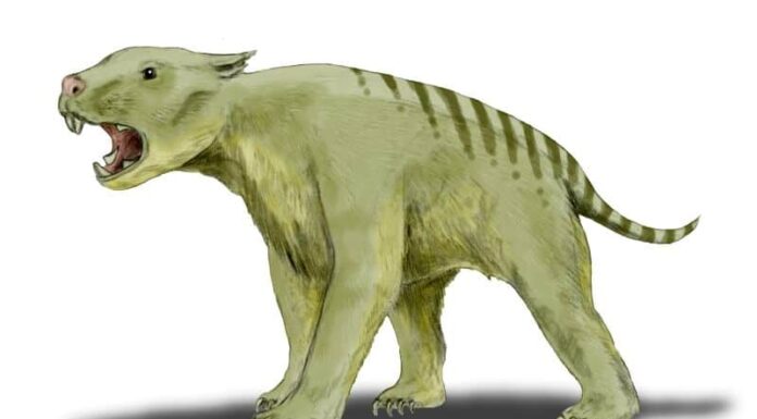 Thylacoleo il macellaio
