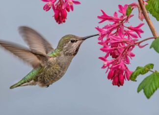 Maschio vs femmina Colibrì di Anna: quali sono le differenze?
