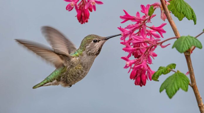 Maschio vs femmina Colibrì di Anna: quali sono le differenze?
